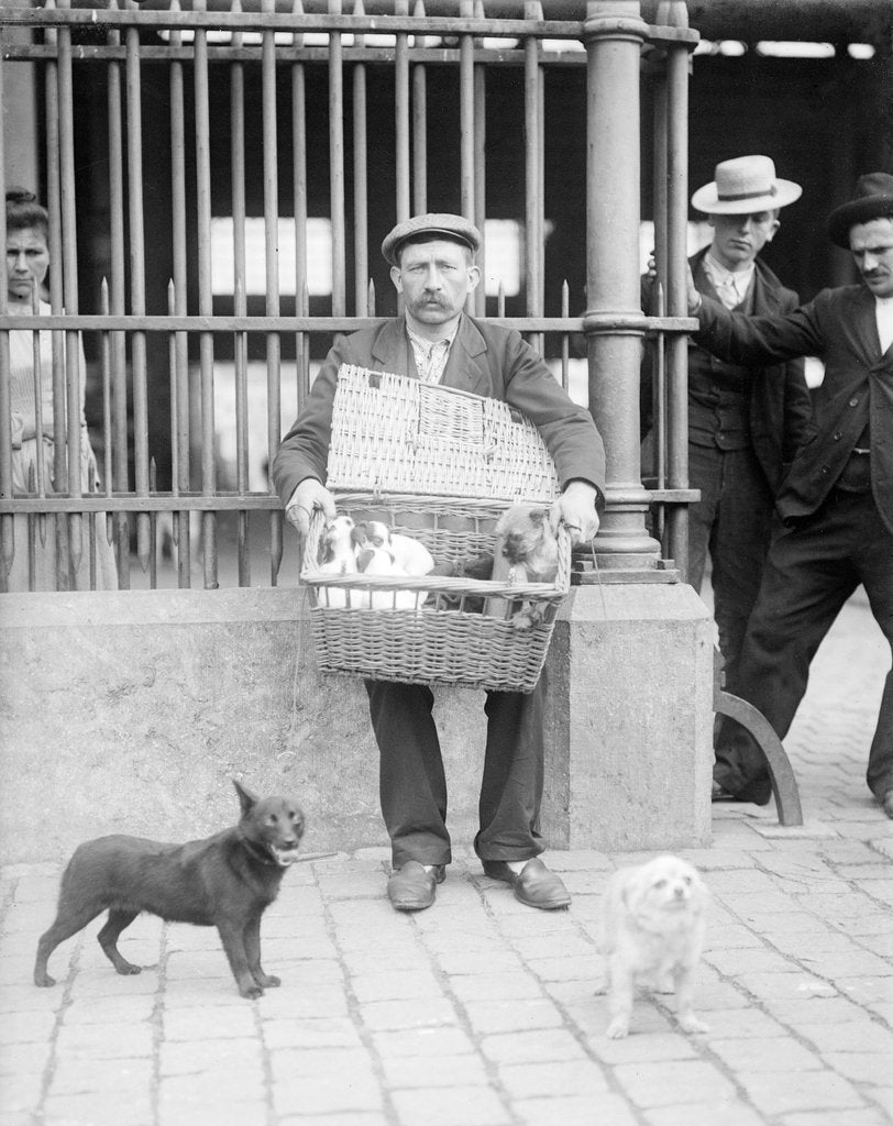 Dog Market - Basket Full of Puppies by Andrew Pitcairn-Knowles