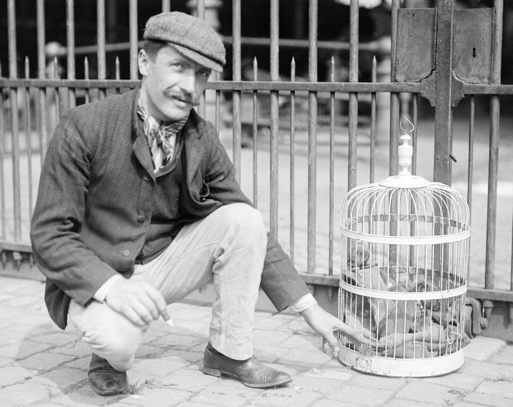 Detail of Dog Market - Dog in Bird Cage by Andrew Pitcairn-Knowles