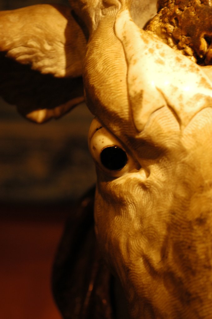 Detail of Head of an Ox by Stuart Cox