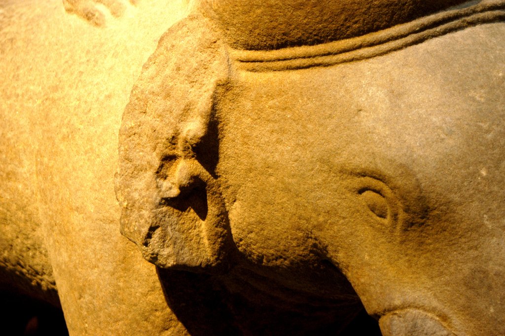 Detail of Elephant, detail by Stuart Cox