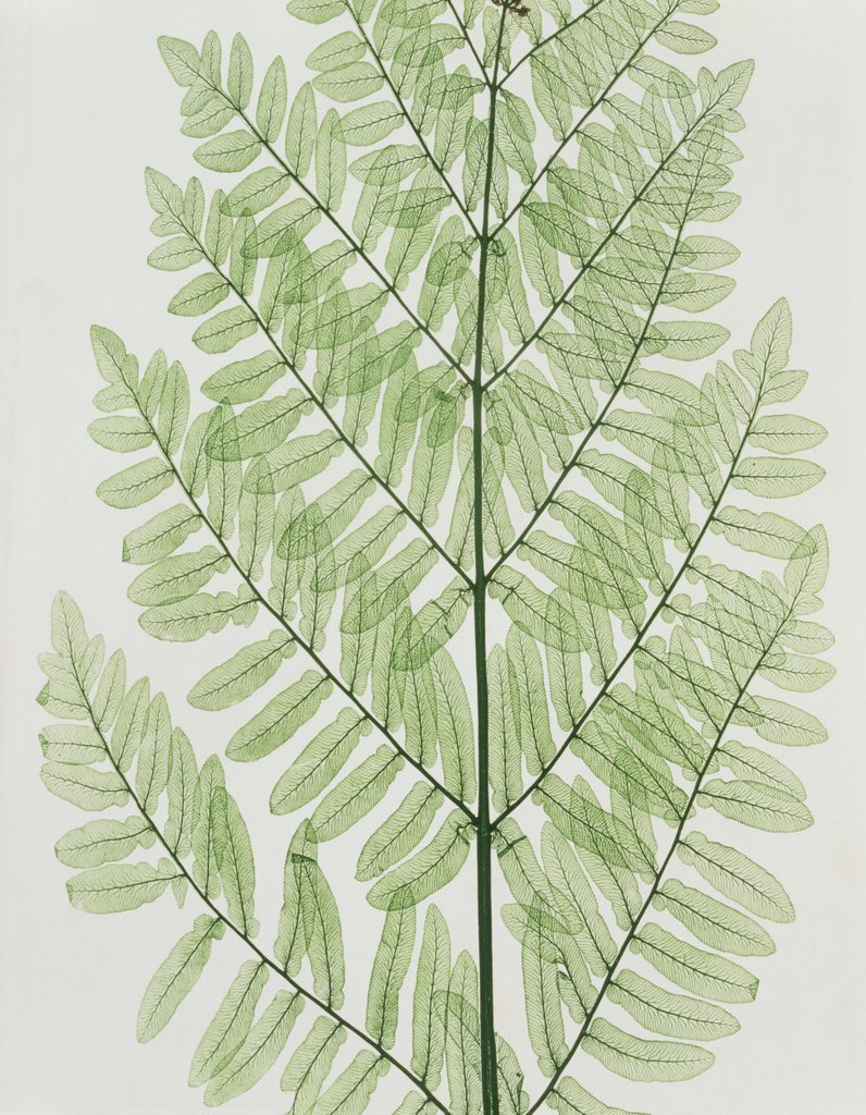 Detail of Flowering Fern by Evans & Co. Bradbury