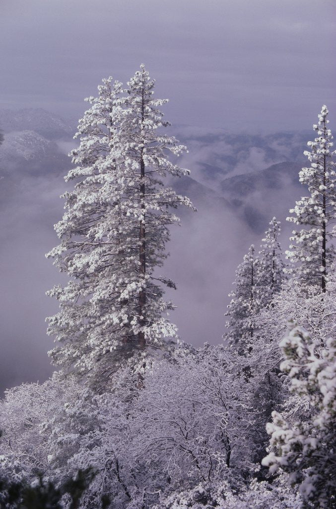 Detail of Snowy Trees by Anonymous