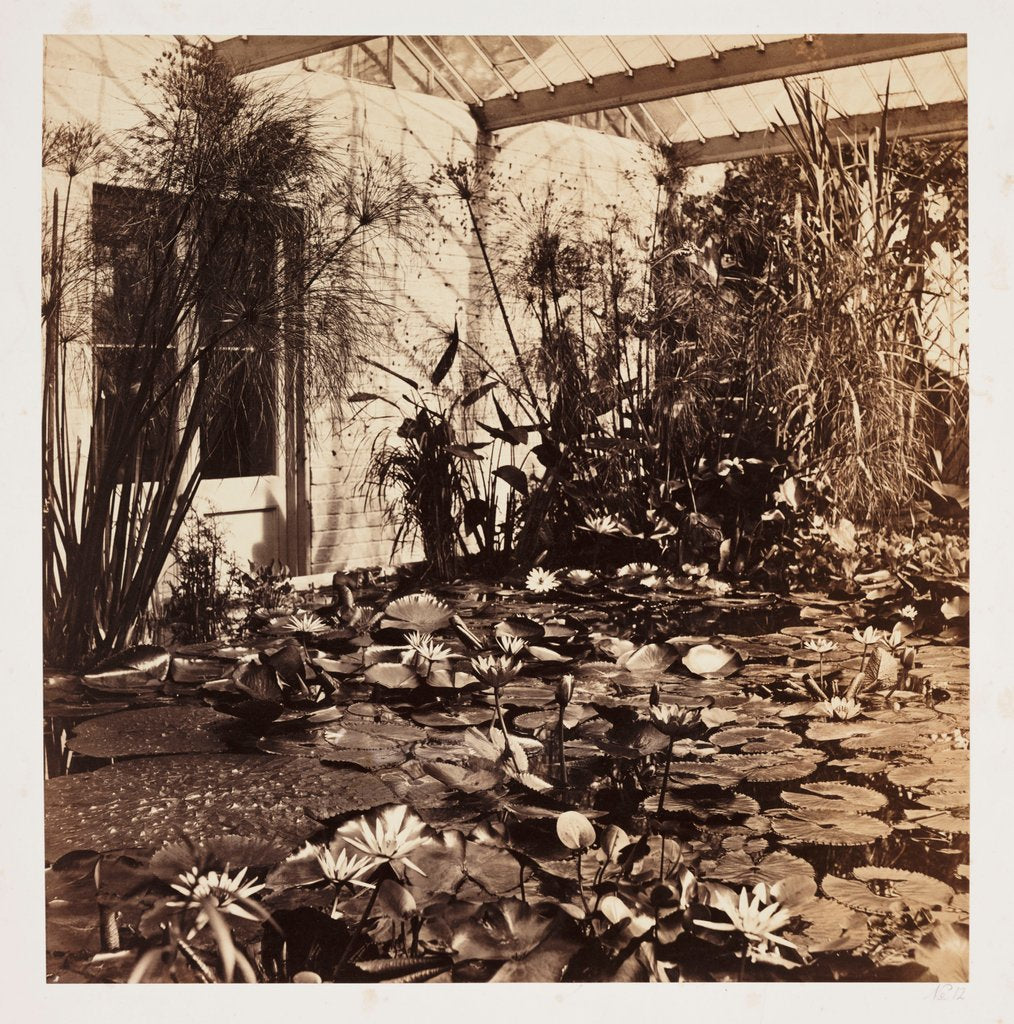 Detail of Lily Pond and Hothouse by Roger Fenton