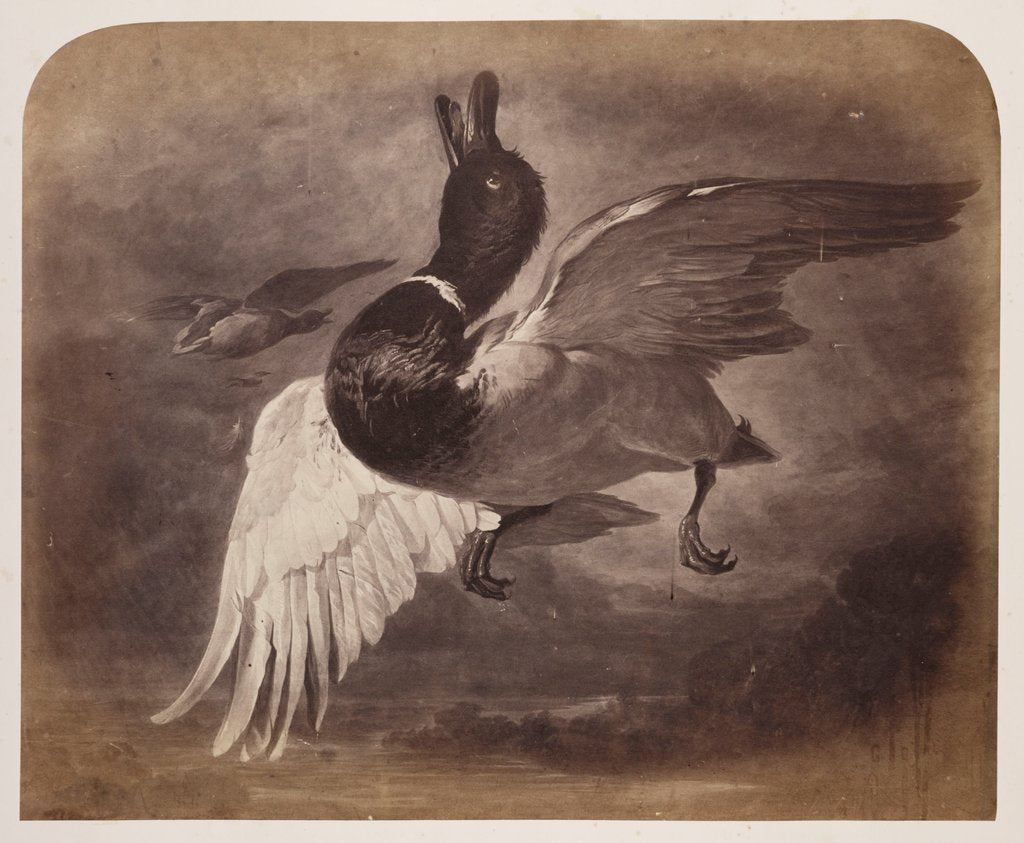 Detail of Painting of a duck in flight by Roger Fenton