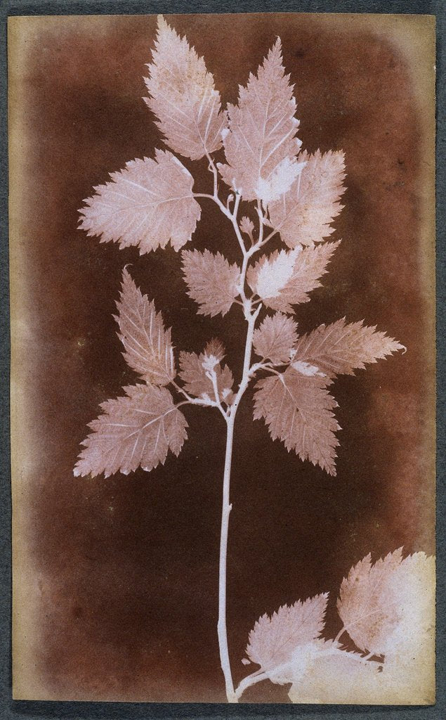 Detail of Leaf by William Henry Fox Talbot