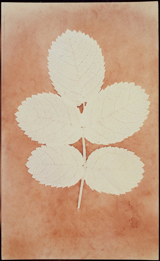 Detail of Five Leaves on a Stem by William Henry Fox Talbot