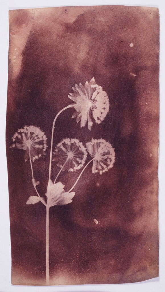 Detail of Astrantia Major by William Henry Fox Talbot