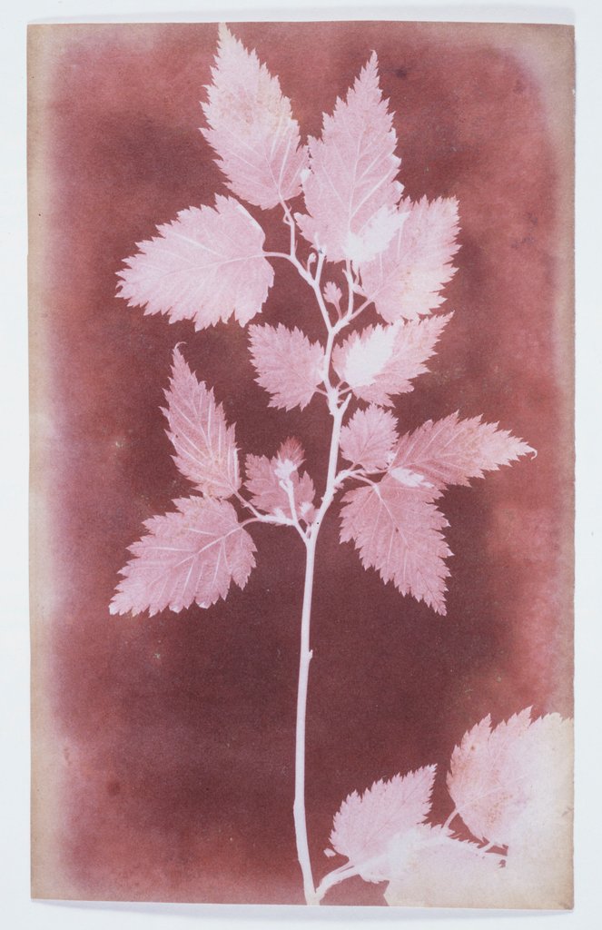 Detail of Leaves on a Stem by William Henry Fox Talbot