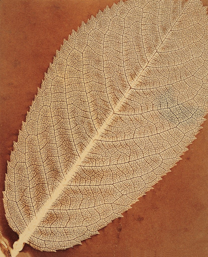 Detail of Single Leaf by William Henry Fox Talbot