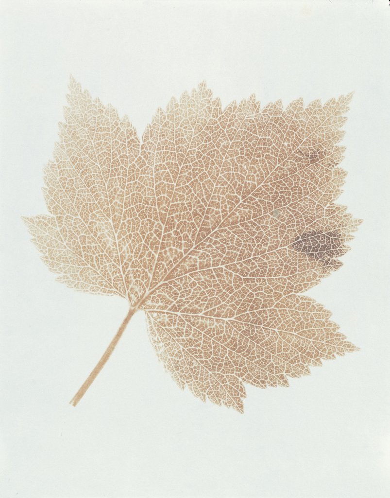 Detail of Leaf by William Henry Fox Talbot
