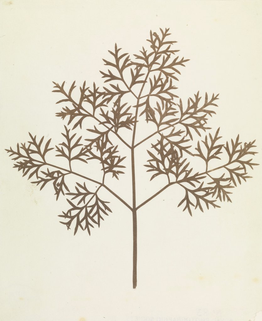 Detail of Botanical Specimen by William Henry Fox Talbot