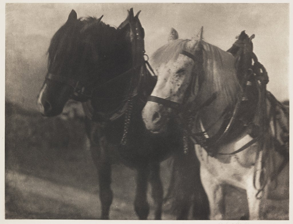 Detail of Horses by Alfred Stieglitz