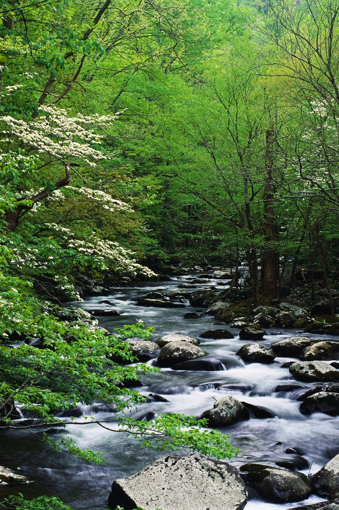 Detail of Stream in Lush Forest by Anonymous