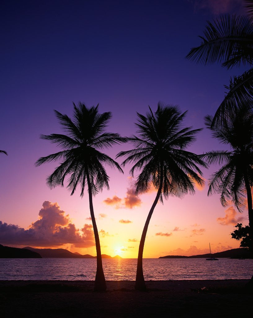 Detail of Twin Palms at Sunset by Anonymous