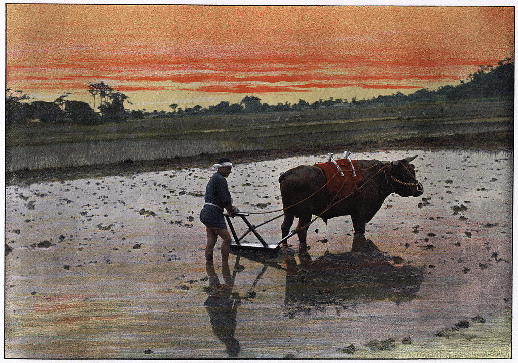 Detail of Preparation of a Rice Plantation in Japan by Charles Gillot