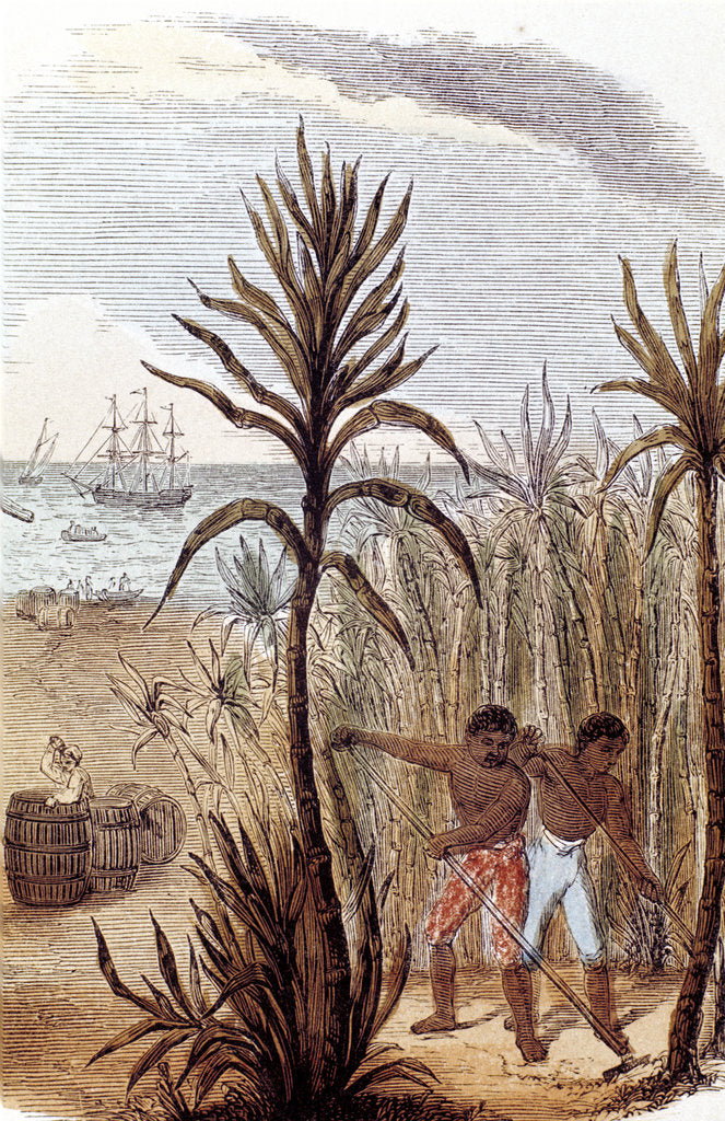 Detail of Slaves cultivating sugar cane in the West Indies, 1852 by Unknown