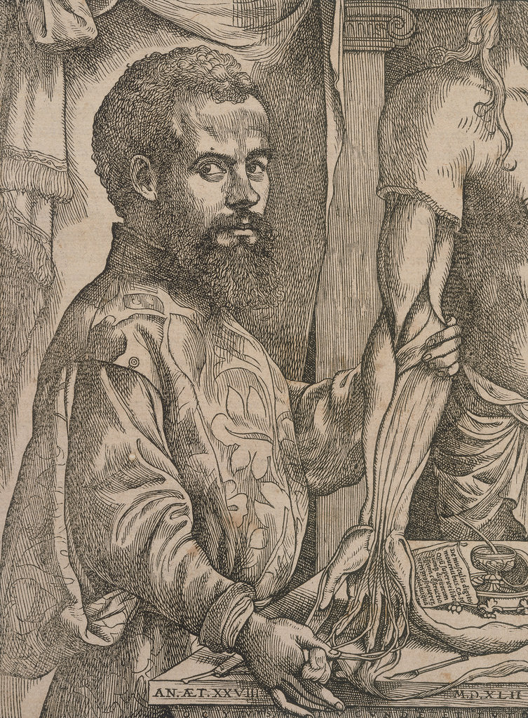 Detail of Andreas Vesalius dissecting the muscles of the forearm of a cadaver, 1543. by Steven van Calcar
