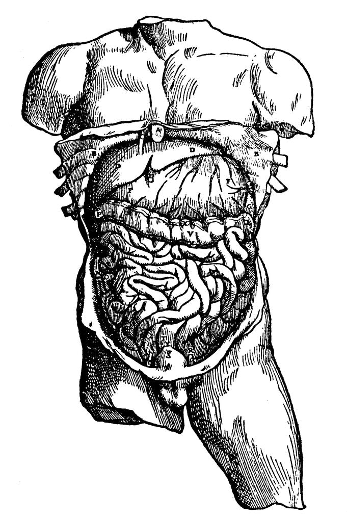 Detail of Abdominal cavity and its contents, 1543 by Unknown