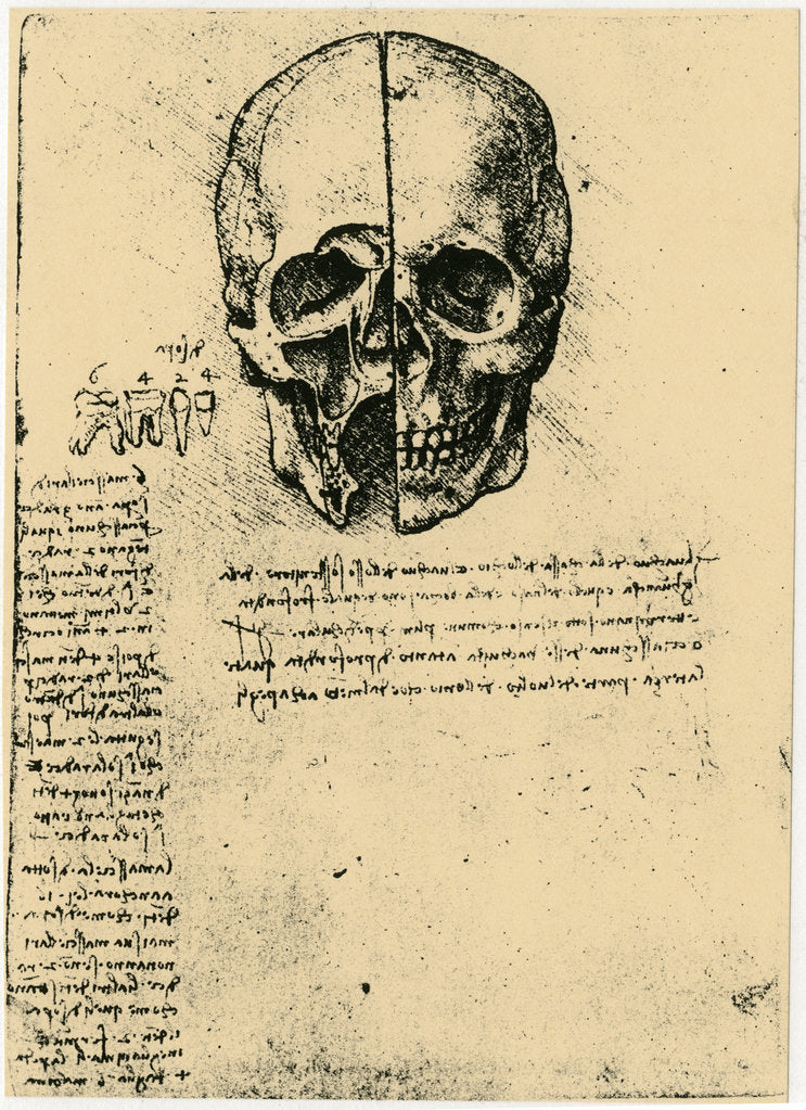 Anatomical sketch of a human skull, c1472-1519 by Leonardo da Vinci