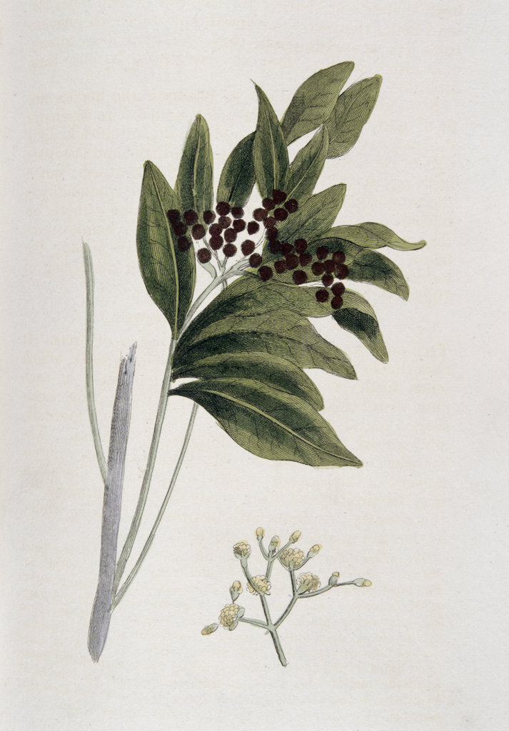 Detail of Allspice, 1823 by Unknown