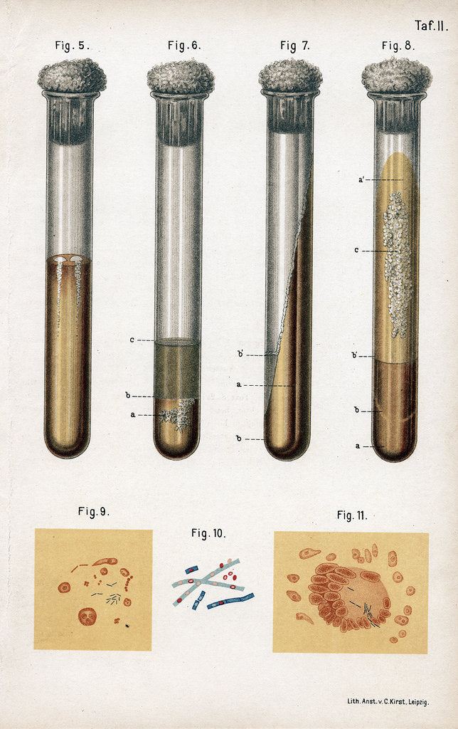 Detail of Various types of bacteria, 1889 by Unknown