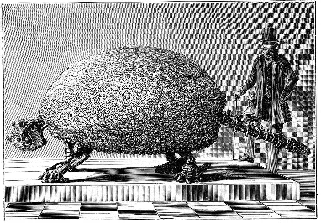 Detail of Fossil of a giant armadillo from South America, c1890 by Unknown