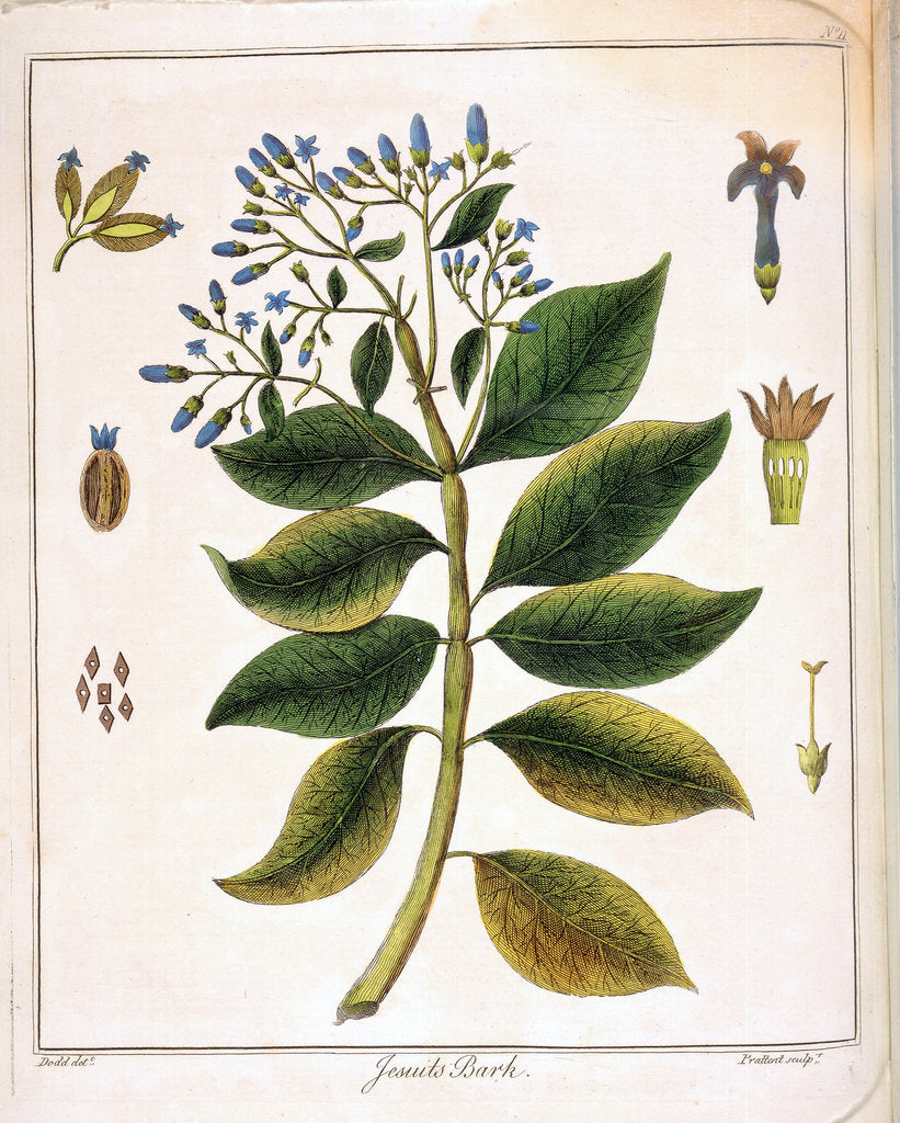 Detail of Cinchona (Jesuit's or Peruvian Bark) 1795 by Unknown