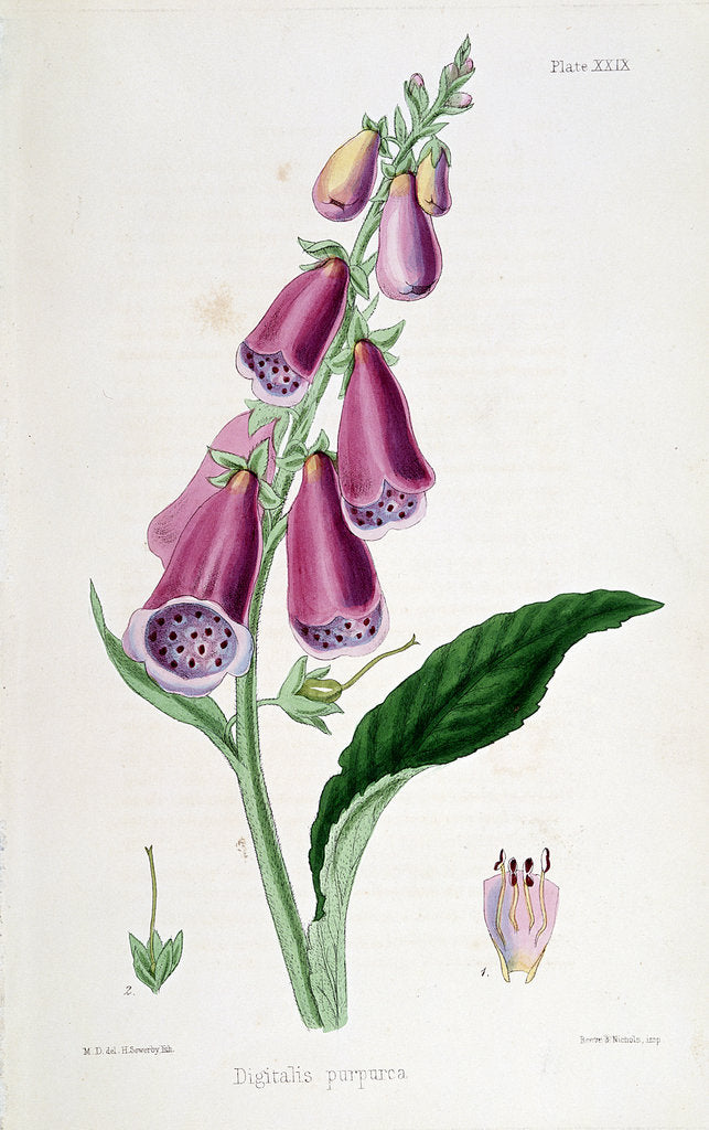 Detail of Foxglove (Digitalis purpurea), 19th century by Unknown