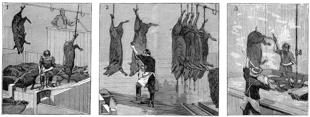 Detail of Armour Company's pig slaughterhouse, Chicago, Illinois, USA, 1892 by Unknown