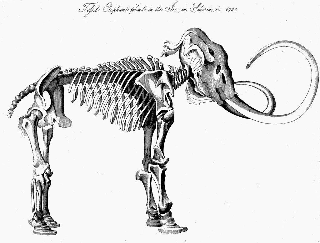 Detail of Woolly mammoth (Mammuthus) skeleton, 1830 by Unknown