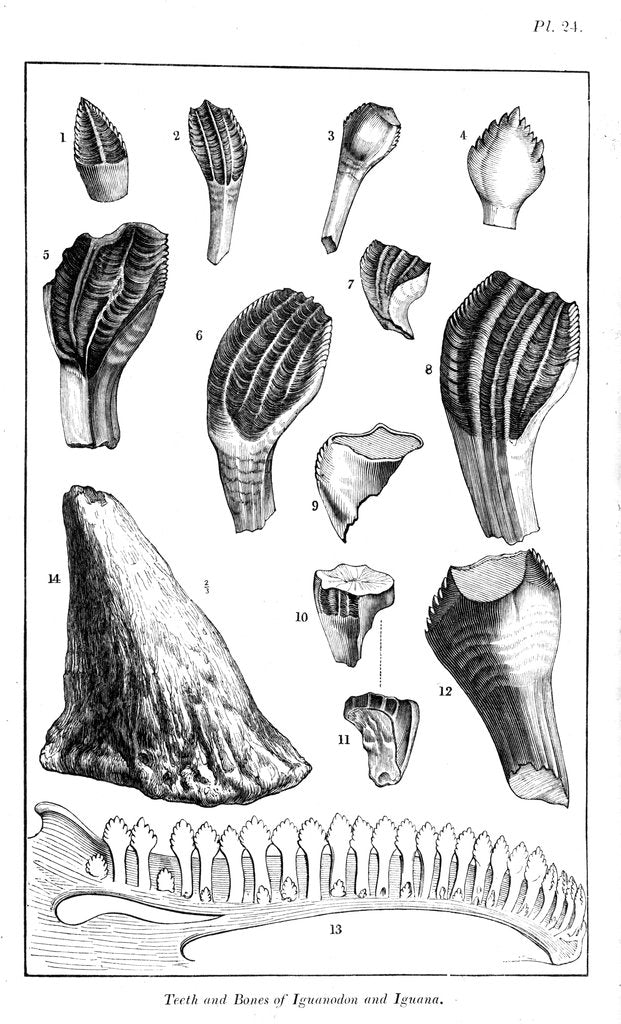 Detail of Comparison of the teeth of an iguanodon with those of a modern iguana, 1836 by Unknown