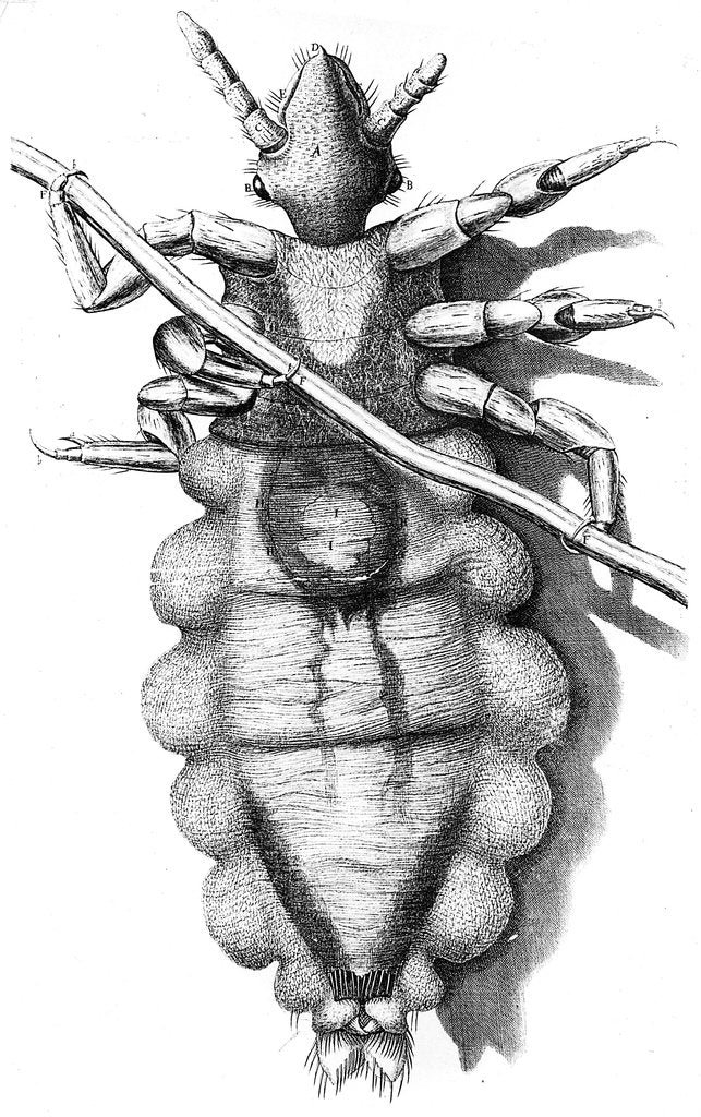 Detail of Louse clinging to a human hair, 1665 by Unknown