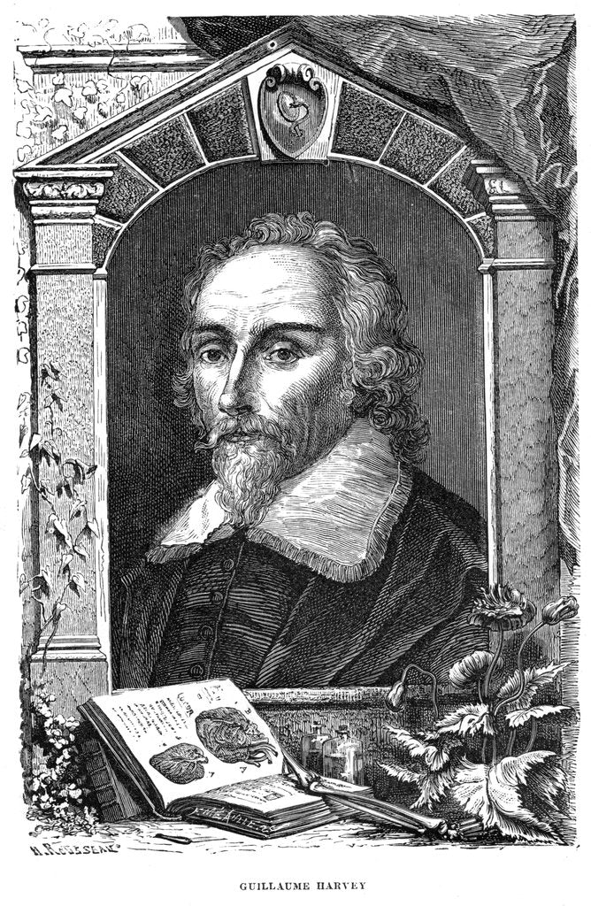 Detail of William Harvey (1578-1657) English physician, c17th century by Unknown
