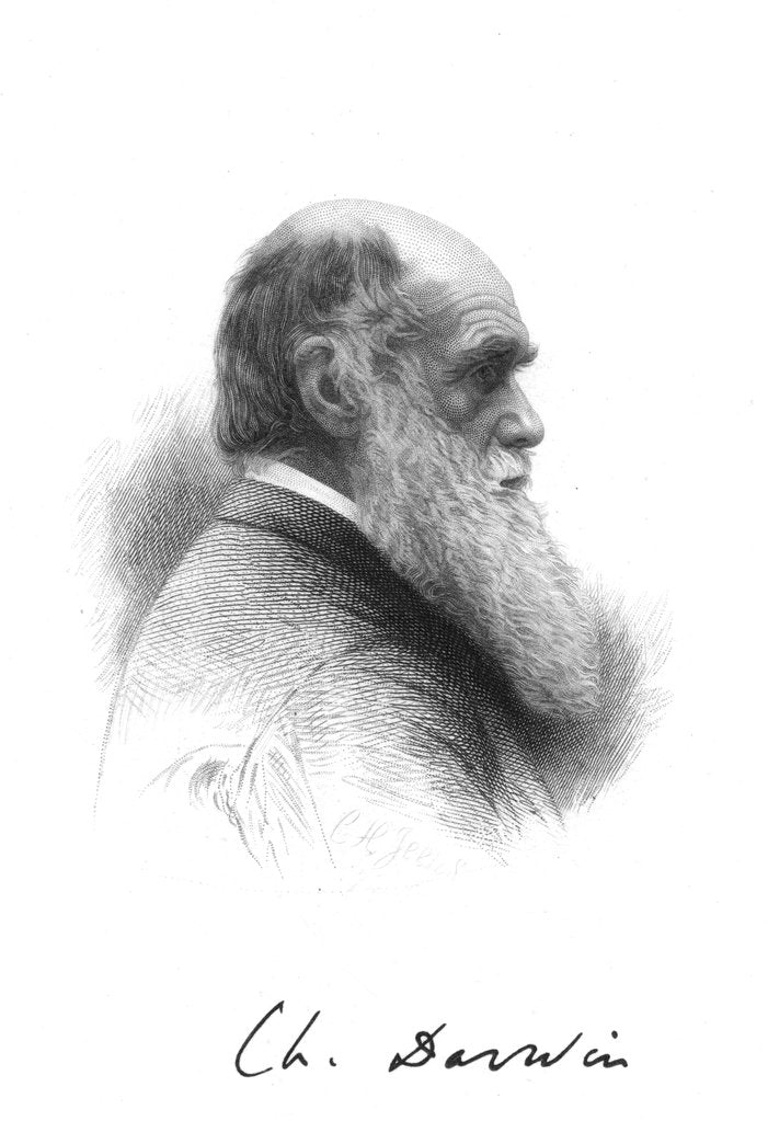 Detail of Charles Darwin, English naturalist, c1880 by Unknown
