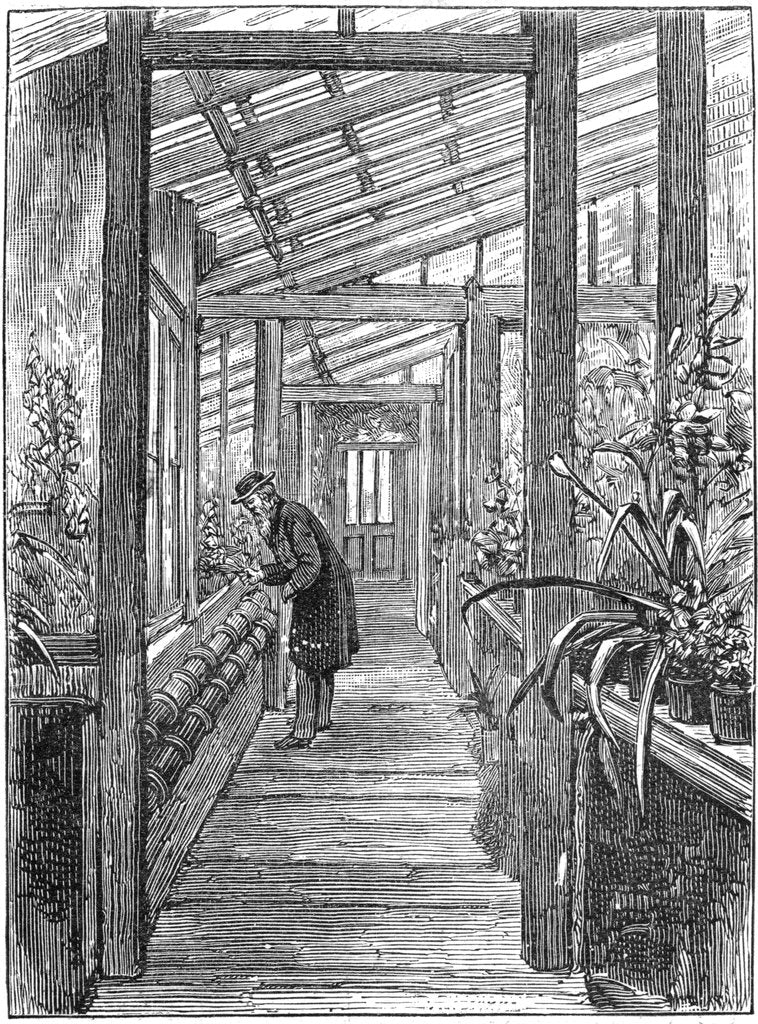 Detail of Charles Darwin (1809-1882), English naturalist, in his greenhouse by Unknown