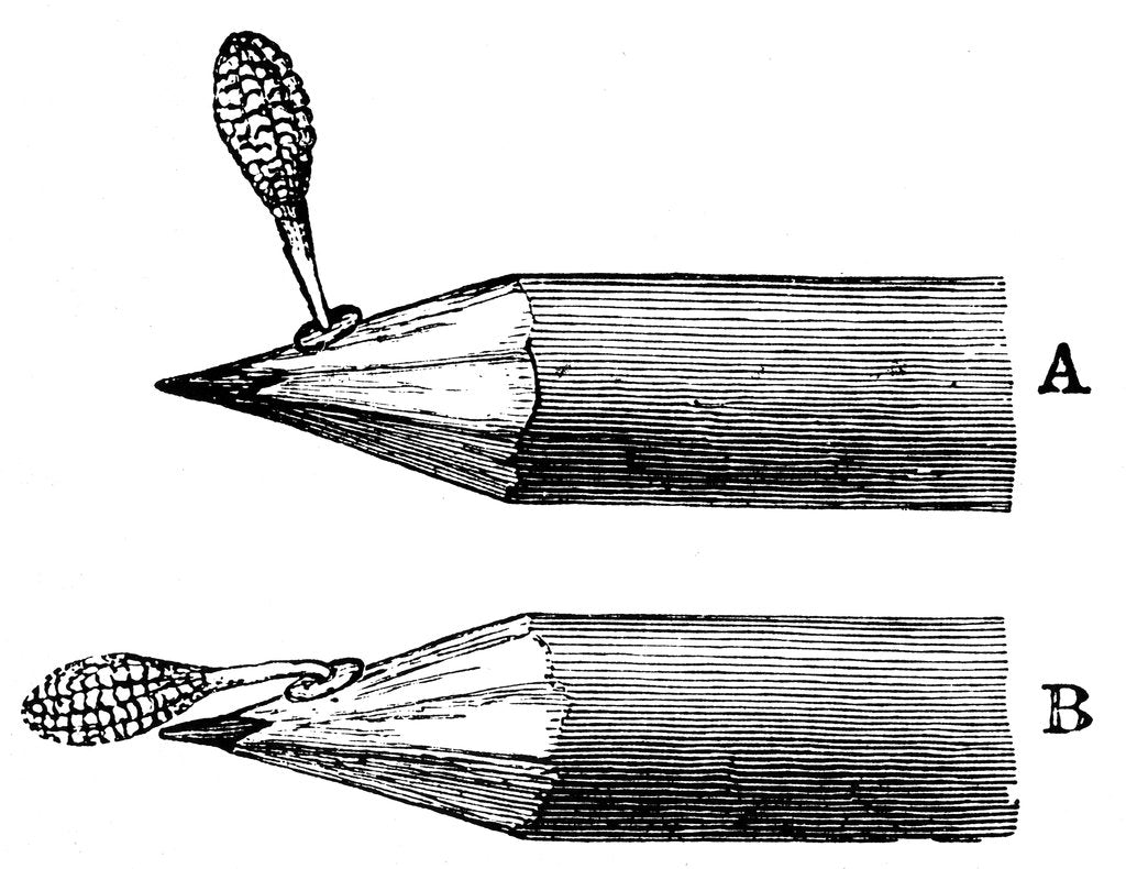 Detail of Pollen mass of Orchis mascula when first attached (A) and after depression (B), 1899 by Unknown