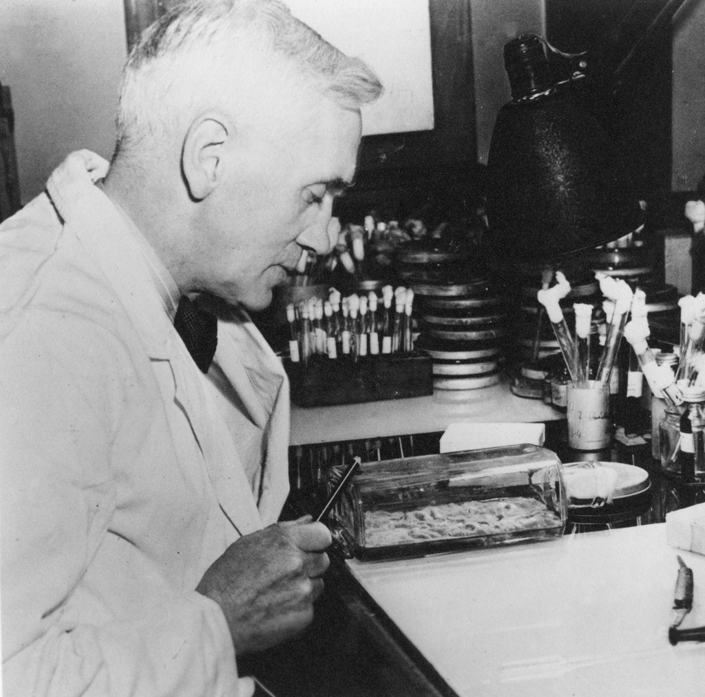 Detail of Alexander Fleming, Scottish bacteriologist in his laboratory, 1930s by Unknown