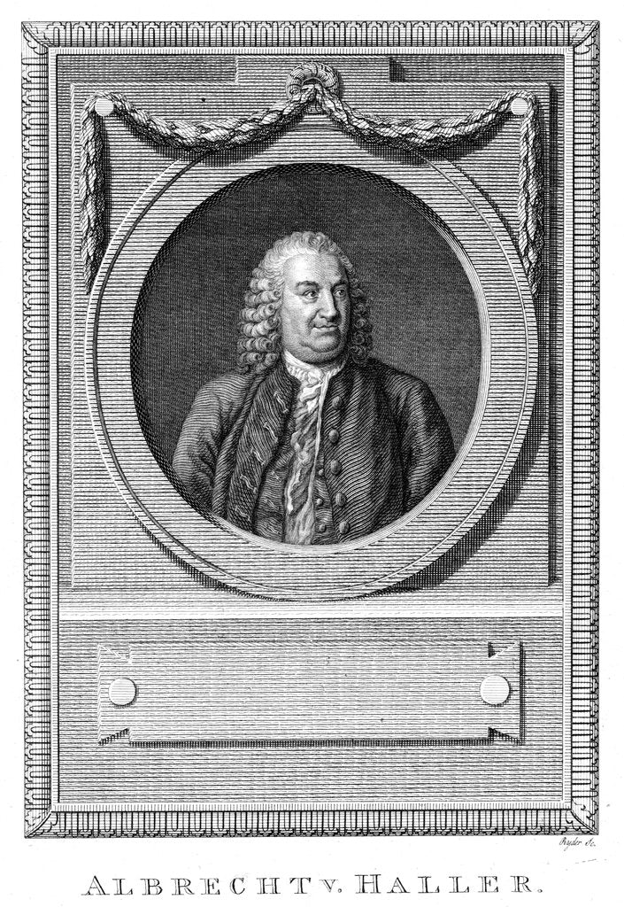 Detail of Albrecht von Haller, Swiss physician and scientist, c1770 (c1780) by Unknown