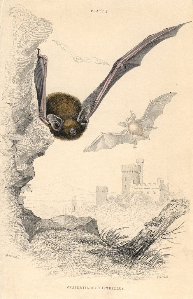 Detail of Pipistrelle bat (Pipistrellus pipistrellus), 1828 by Unknown
