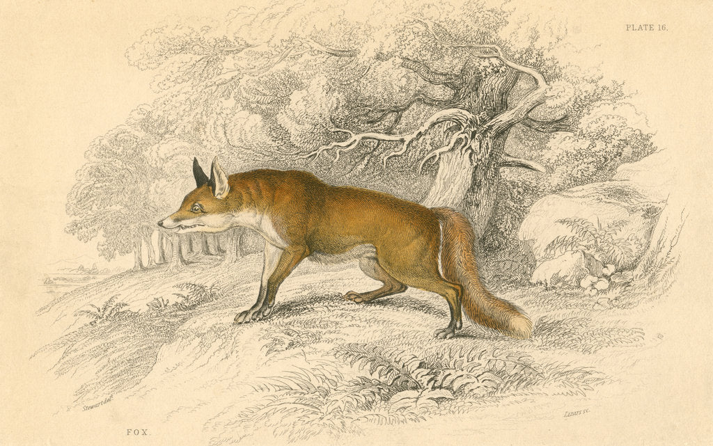 Detail of Common or red fox (Vulpes vulpes), 1828 by Unknown