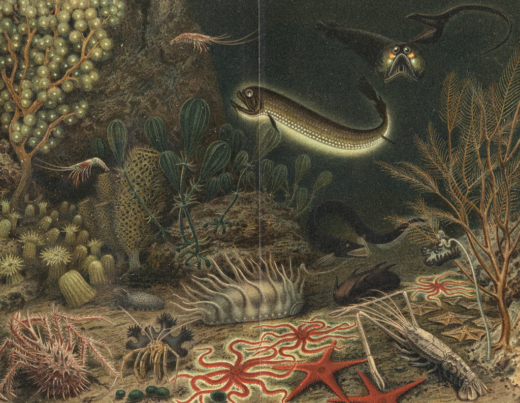 Detail of Artist's impression of deep sea scene with luminous fishes, 1903 by Unknown