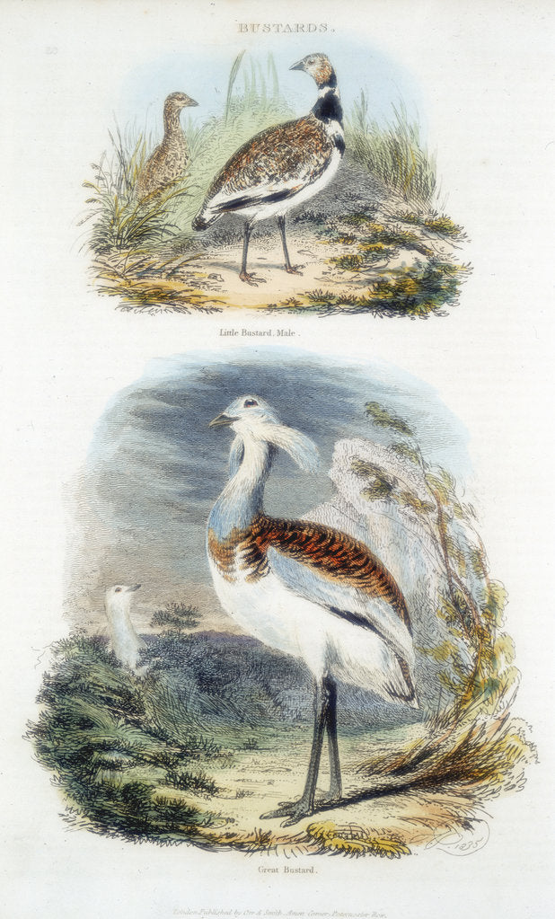 Detail of Bustards, 1835 by Unknown