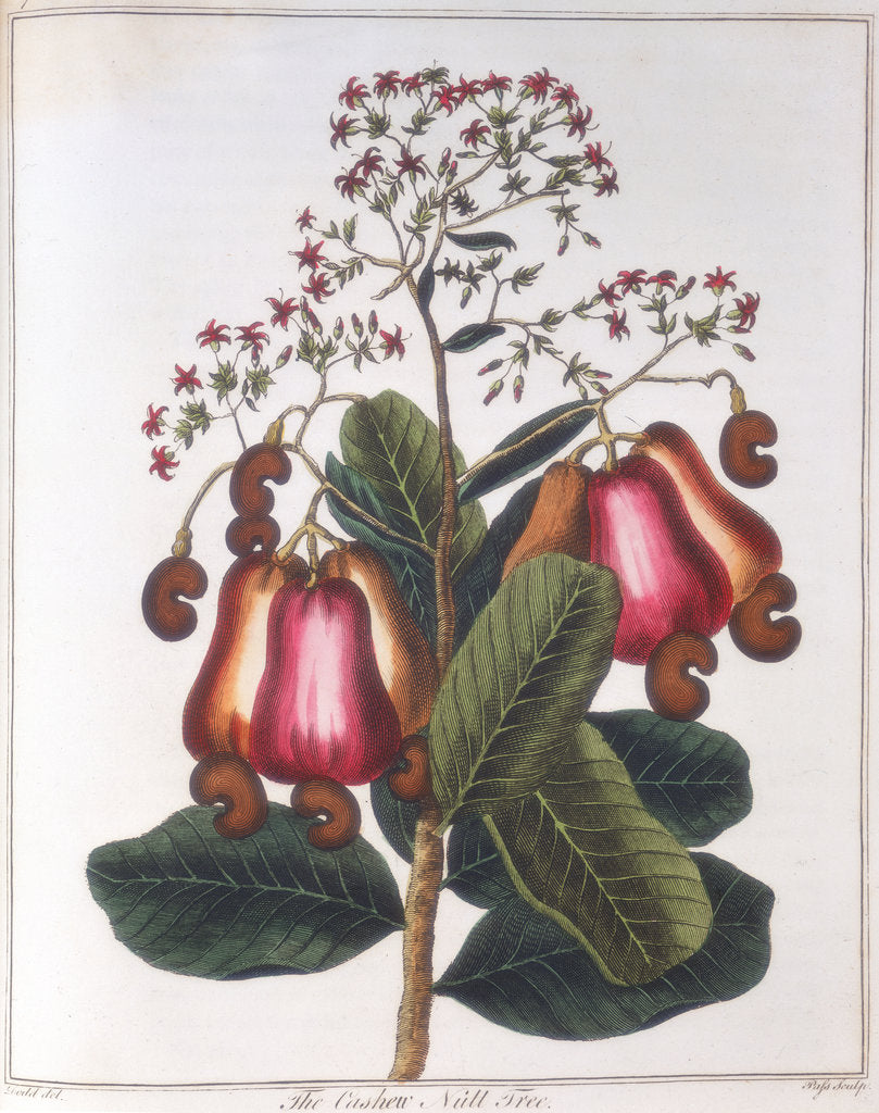 Detail of Cashew nut - Anacardium occidentale, c1798 by Unknown