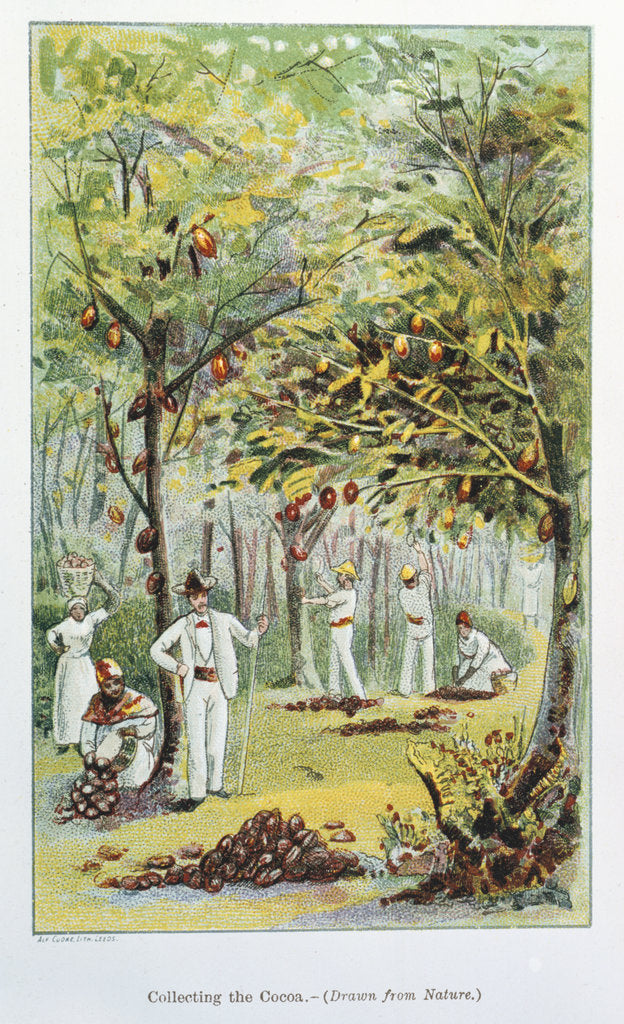 Detail of Collecting cocoa, Venezuela, 1892 by Unknown
