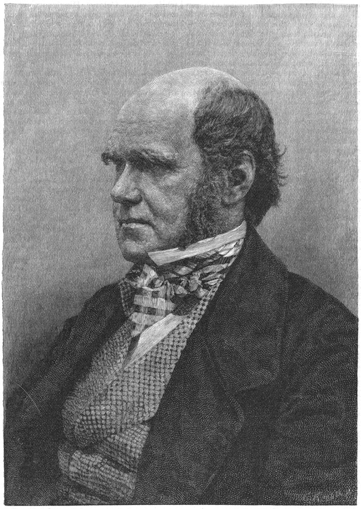 Detail of Charles Darwin, English naturalist, 1884 by Anonymous