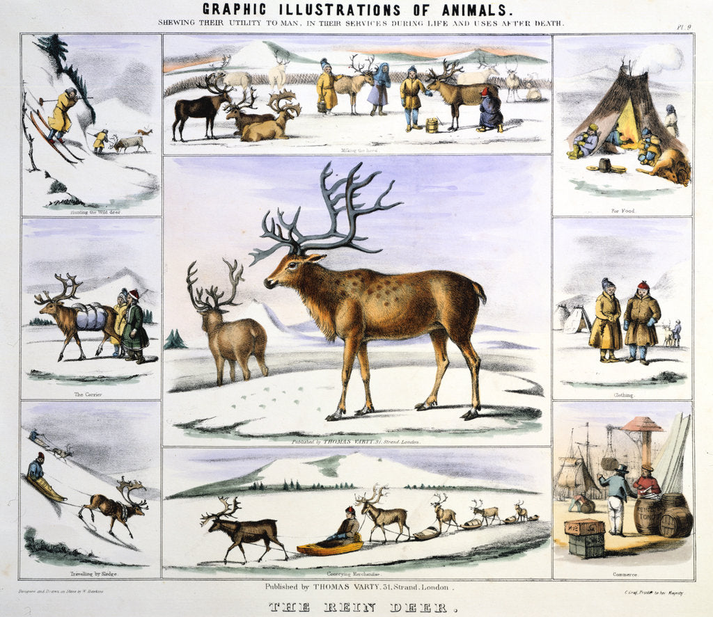 Detail of The Rein Deer, c1850 by Benjamin Waterhouse Hawkins