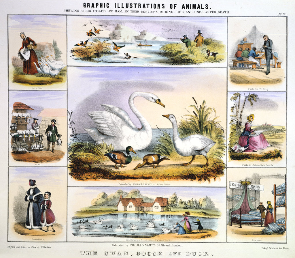 Detail of The Swan, Goose and Duck, c1850 by Benjamin Waterhouse Hawkins