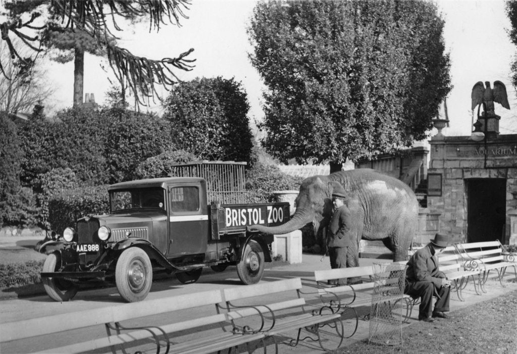 Detail of 1934 Bedford 30cwt WS truck with an elephant at Bristol Zoo, (c1934?) by Unknown