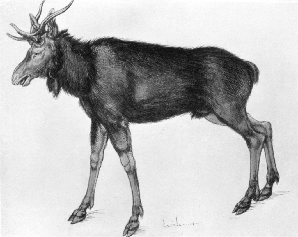 Detail of Young Scandinavian Elk with Immature Antlers by Albrecht Dürer