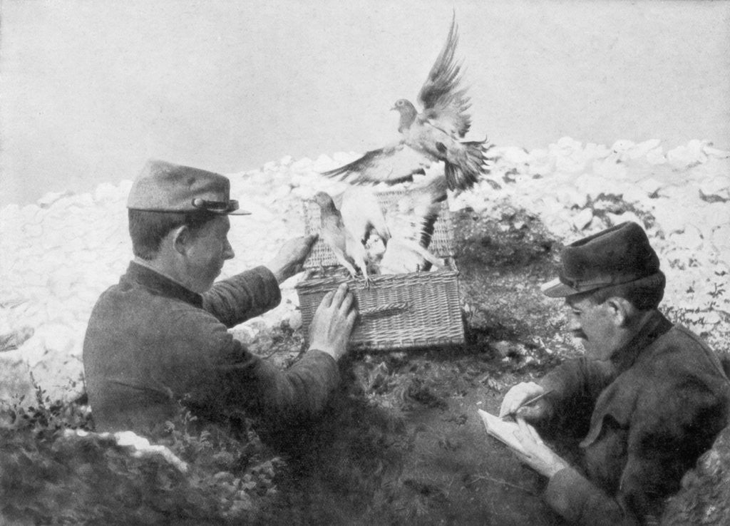 Detail of Messenger pigeons being released at the front line, World War I by Anonymous